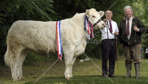 Champion Charolais, Coolnaslee Diane exhibited by Gilbert Crawford 